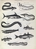 Fish illustrations,1823