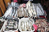 Fish market,Philippines