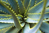Cape aloe (Aloe ferox)