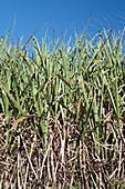 Sugar cane field,South Africa