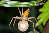 Nursery web spider carrying an egg sac