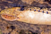 Sea lamprey