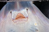 Thornback ray mouth