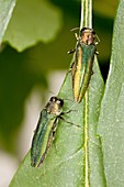 Emerald ash borers