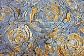 Ammonite and bivalve fossils