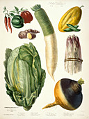 Various vegetables