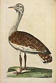 The Male Bustard