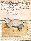 Drawing of a seal
