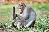 Bonnet macaque grooming