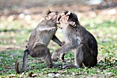 Bonnet macaques play-fighting