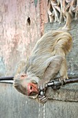 Rhesus monkey drinking water from a tap