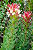 Protea (Mimetes cucullatus) in flower