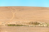 South African merino sheep