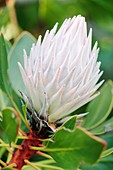 King protea (Protea cynaroides) in flower