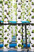 Hydroponic lettuce nursery