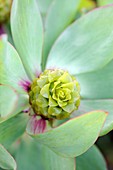 Protea (Leucadendron tinctum)