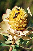 Honey bees on protea flower