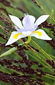 Fairy iris flower in Cape thatching reed