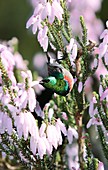 Sunbird on heather