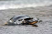 Eastern snake-necked turtle