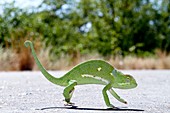 Flap-necked chameleon crossing a road