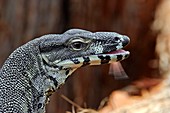 Lace monitor lizard flicking its tongue