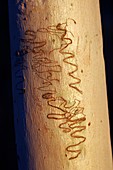 Scribbly gum bug markings on a tree