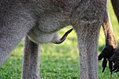 Grey kangaroo penis