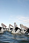 Australian pelicans on water