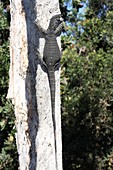 Lace monitor lizard climbing a tree