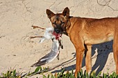 Dingo eating a seagull