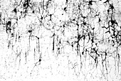 Cerebral cortex nerve cells