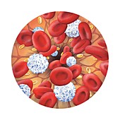 Blood cells,artwork