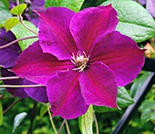 Clematis 'Star of India'