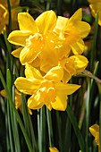 Daffodils (Narcissus 'Orange Queen')