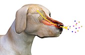 Canine olfactory system,artwork