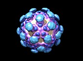 Astrovirus capsid,molecular model