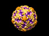 Human polio virus,molecular model