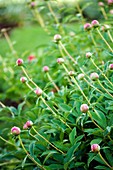 Peony (Paeonia lactiflora)