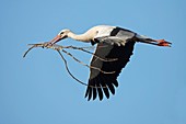 White stork in flight