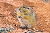 Fat sand rat