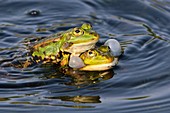 Edible frogs in water