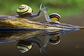 Brown-lipped snails