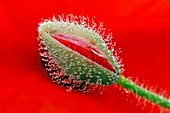 Field poppy (Papaver rhoeas) flower bud