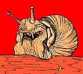 Edible snail,illustration