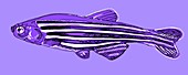 Zebrafish,illustration