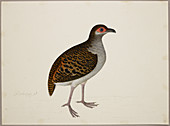 Campbell's Tree Partridge