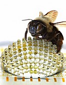 Electronic compound eye with bee,concept