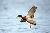 Male mallard landing on water