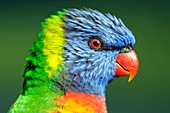 Rainbow lorikeet